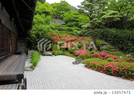 京都　金福寺のサツキ 13057473