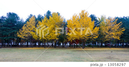 Namiseom island in autumn 13058297