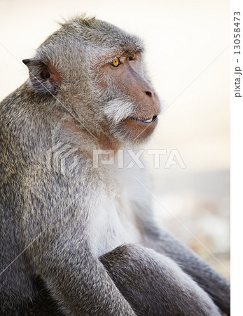 Relaxed monkey 13058473