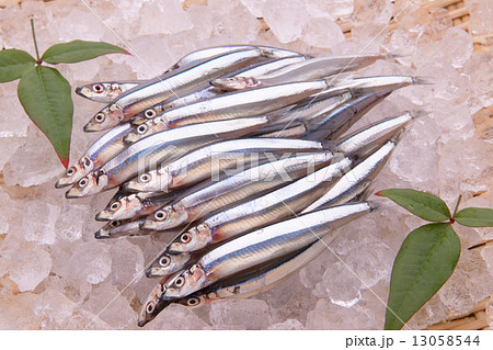 きびなご 13058544