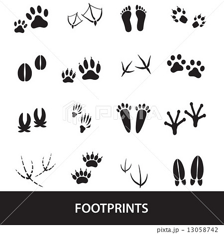 basic animal footprints set eps10 13058742
