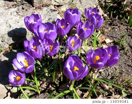 Blooming purple crocus. A sunny day in early spring Blooming purple crocus. A sunny day in early spring 13059381