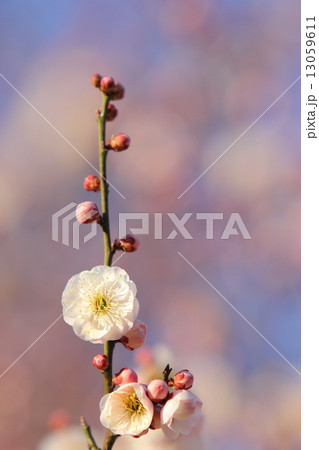 八重咲きの梅の花 13059611