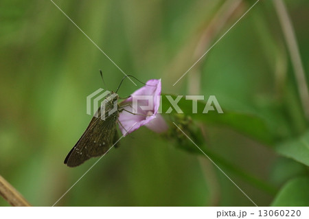 生き物 昆虫 ユウレイセセリ、高名な研究者が調べても長い間学名がわからず『正体不明の幽霊みたいな』ということで名づけられたそうです 生き物 昆虫 ユウレイセセリ、高名な研究者が調べても長い間学名がわからず『正体不明の幽霊みたいな』ということで名づけられたそうです 13060220