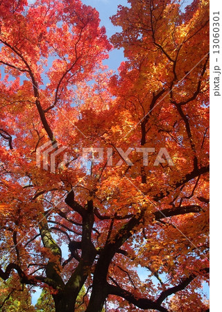 フウの紅葉 13060301