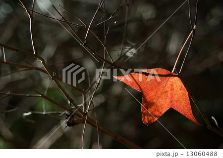 フウの落ち葉 13060488