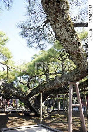 善養寺の影向のマツ 13060548