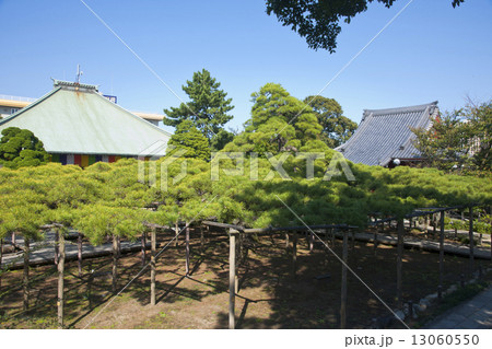 善養寺の影向のマツ 13060550