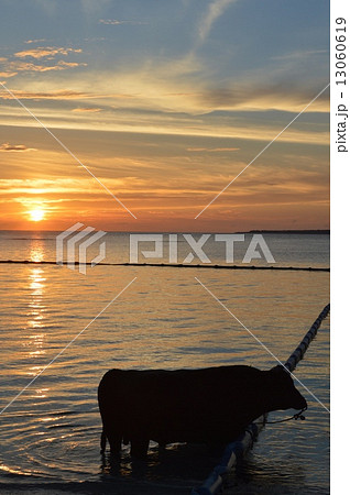 瀬底ビーチで水浴びをする闘牛(瀬底島/沖縄県国頭郡本部町) 瀬底ビーチで水浴びをする闘牛(瀬底島/沖縄県国頭郡本部町) 13060619