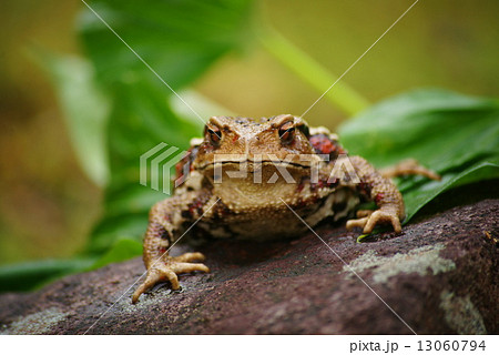 ヒキガエル 13060794