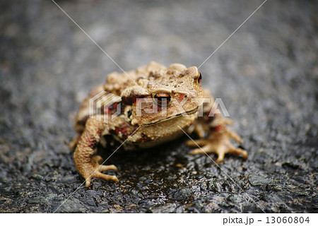 ヒキガエル 13060804