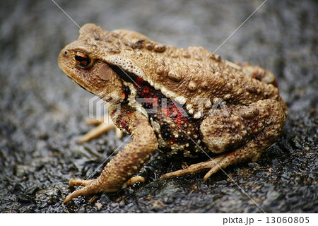 ヒキガエル 13060805