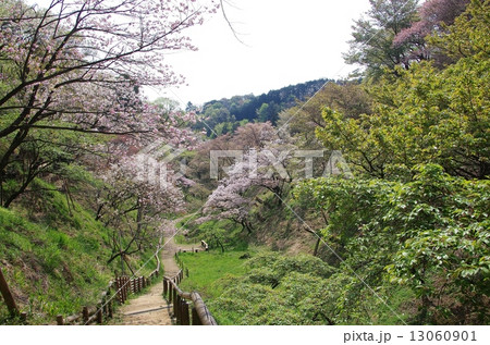 御衣黄 御衣黄 13060901