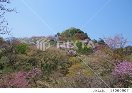 御衣黄 御衣黄 13060907