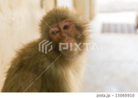 猿 13060910