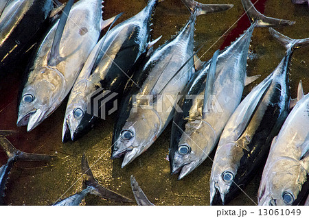 ビンチョウマグロ(ビンナガ)albacore ビンチョウマグロ(ビンナガ)albacore 13061049