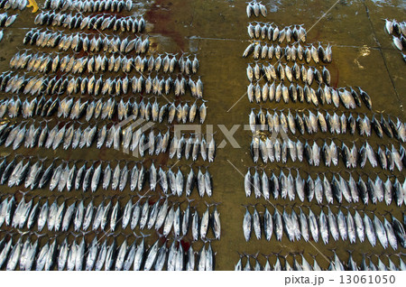 ビンチョウマグロ（ビンナガ）albacore 13061050