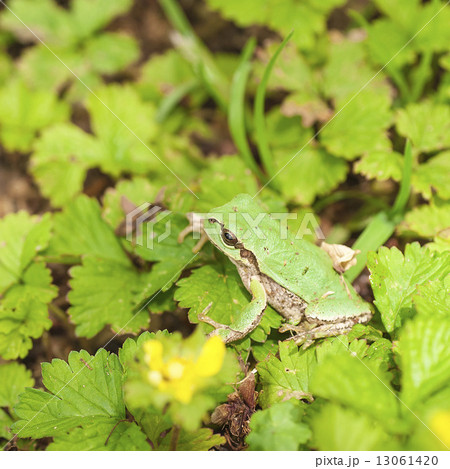 カエル 13061420