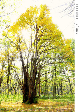 森の神様 13061441