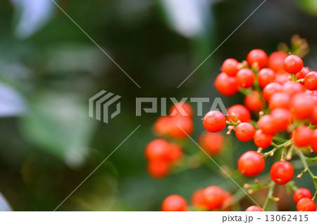 ナンテン 13062415