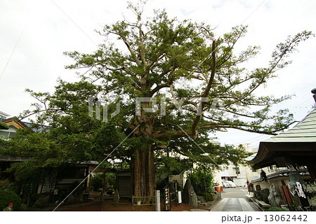 榧（かや）の大樹 13062442