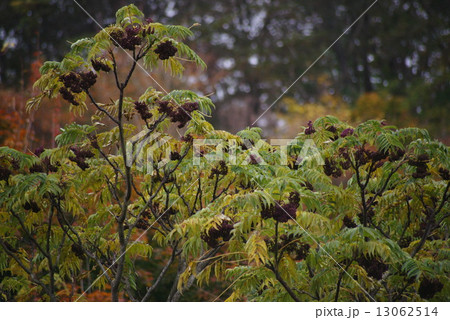 カラスザンショウの結実 13062514