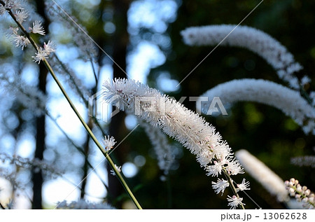 香川県絶滅危惧植物 サラシナショウマ 絶滅危惧Ⅱ類(VU) 香川県絶滅危惧植物 サラシナショウマ 絶滅危惧Ⅱ類(VU) 13062628