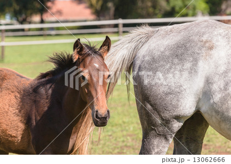 Horse Foal Colt Stud Farm Horse Foal Colt Stud Farm 13062666
