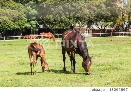 Horse Foal Colt Stud Farm 13062667