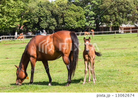 Horse Foal Colt Stud Farm Horse Foal Colt Stud Farm 13062674