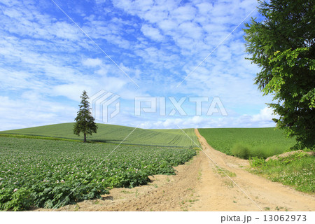 北海道　美瑛町　丘の一本の木 13062973