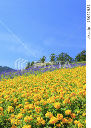 北海道　富良野市　ふらのワインハウスの花畑 13062981