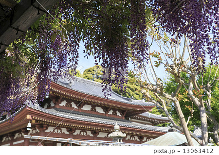 長谷寺の新緑 13063412