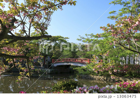 鶴岡八幡宮の新緑 13063475