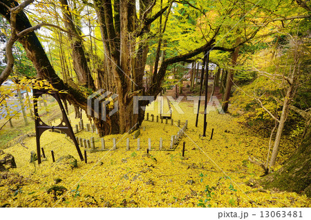 菩提寺大イチョウ　国指定天然記念物 13063481