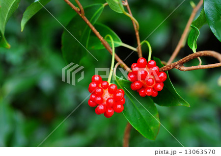 サネカズラ実 サネカズラ実 13063570