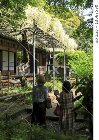 英勝寺の藤 13063590