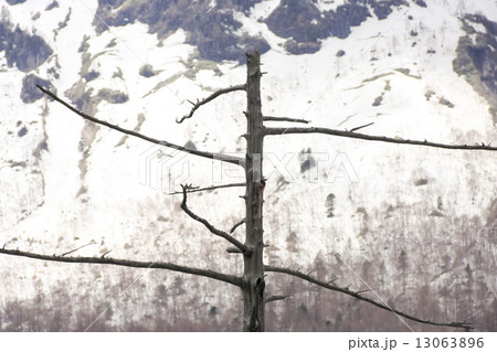 ５月の上高地 13063896