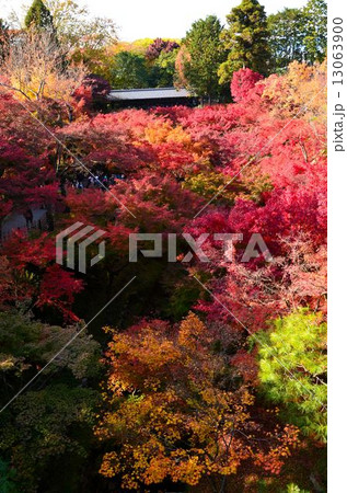 京都 東福寺の紅葉 京都 東福寺の紅葉 13063900