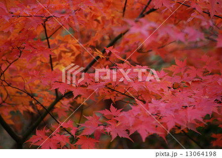 天城のもみじ 13064198
