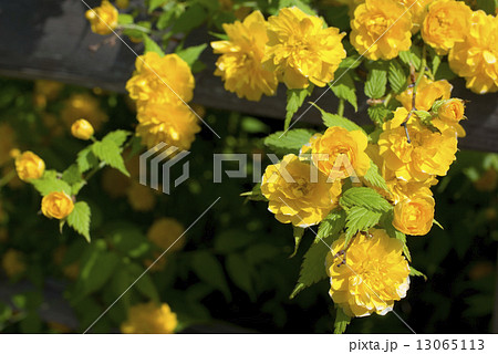 八重山吹 13065113