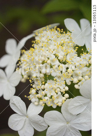 瓊花 花のアップ 瓊花 花のアップ 13065115