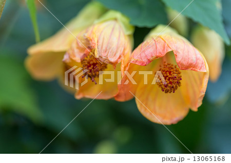 アブチロン アブチロン 13065168