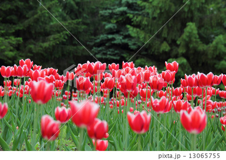 tulips 13065755