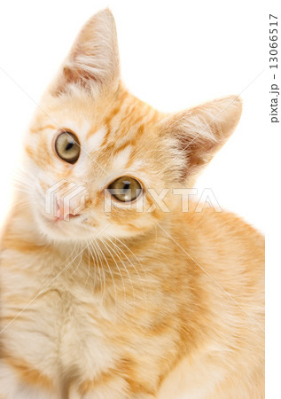 Red cat Red cat 13066517