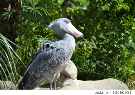 ハシビロコウ 13066951