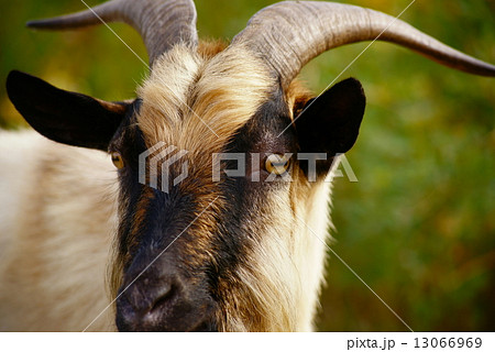 トカラヤギ トカラヤギ 13066969
