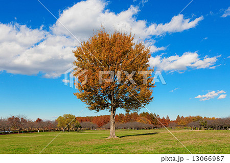 みさと公園の大きなトウカエデの紅葉と青空 13066987