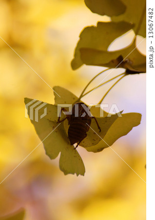 空飛ぶ抜け殻 13067482