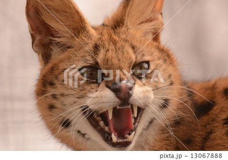 サーバル 13067888